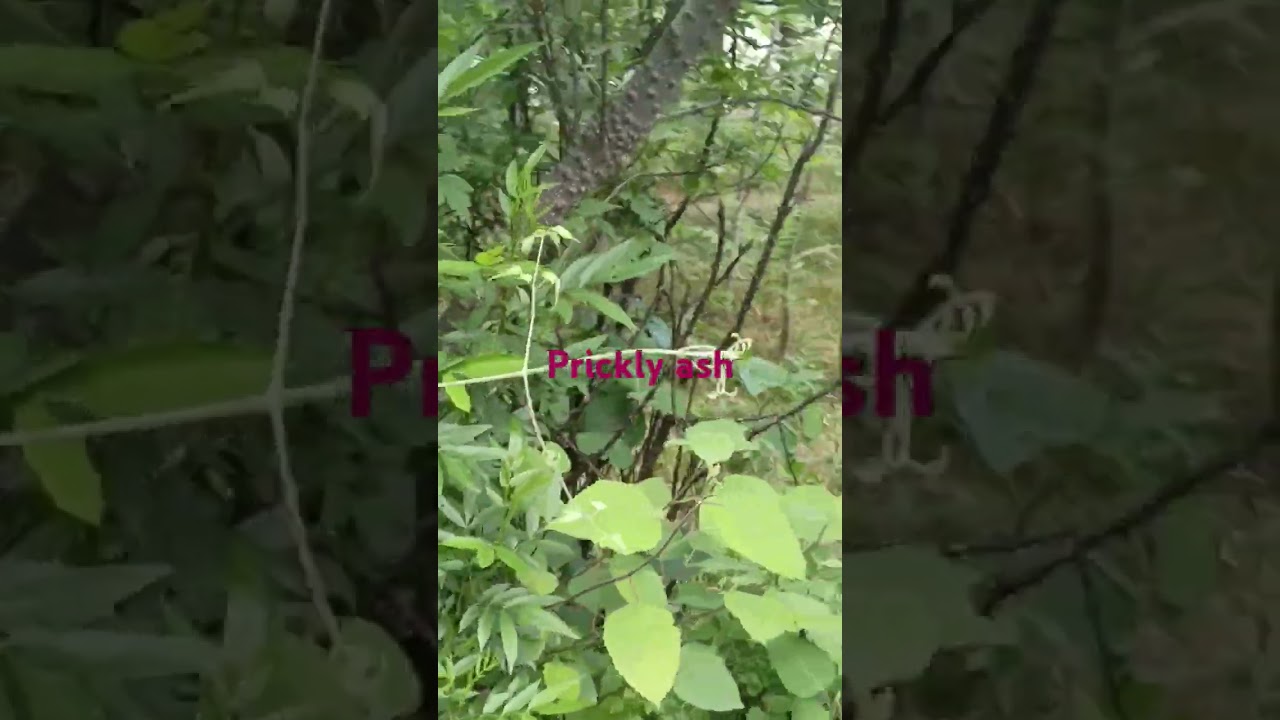 Prickly ash