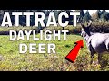 INCREDIBLE Ways To Attract Deer To Your Property 2021