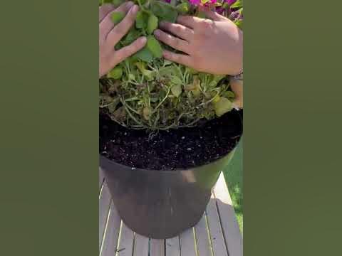 #семена #сад #дача #огород #семенаалтая - YouTube