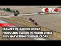 Farmers in Leading Wheat-Producing Region in North China Busy Harvesting Summer Crops