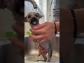 Cuido cachorro #anilales #fypp #paratiii #amor #perros