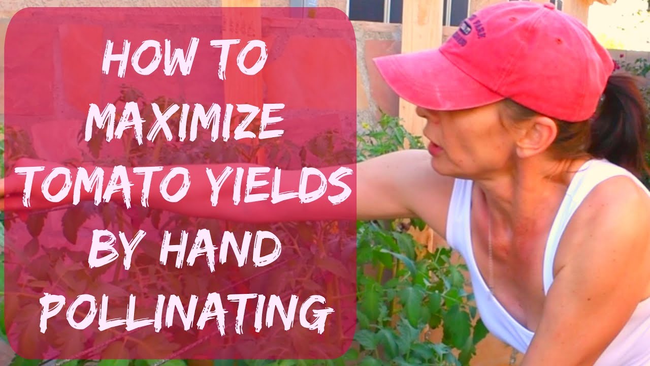 How To Pollinate Tomatoes By Hand Self And Cross Pollination Q Tip Method Arizona Garden