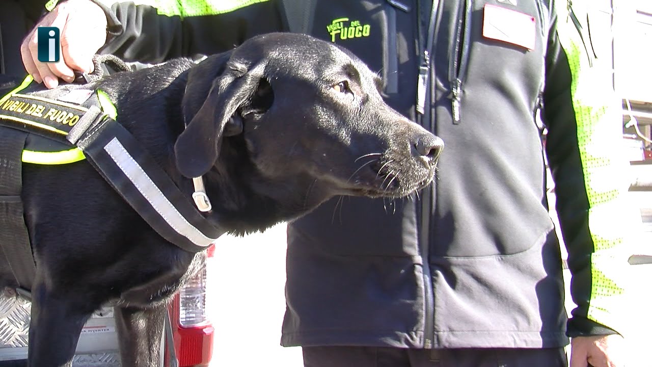 Sasha, il cane eroe di Avellino: orgoglio dei Vigili del Fuoco - YouTube