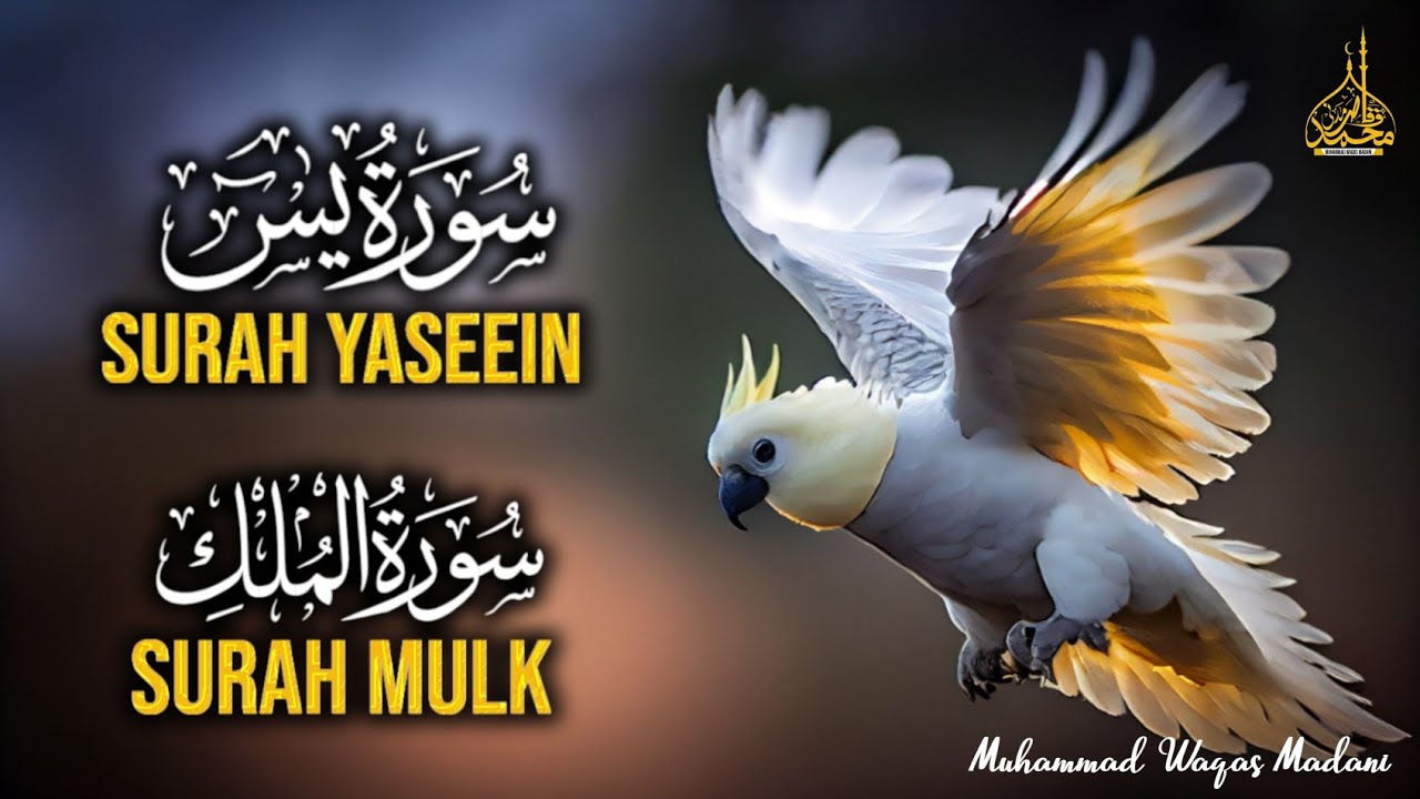 Surah Mulk (سورۃ ملک)Surah Yaseen (سورۃ یس)The Heart of the Quran Muhammad Waqas Madani