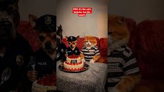 POV: it’s the cat’s birthday…but the cake wasn’t #funny #funnycomedy #chihuahuafanclub #comedy #pets