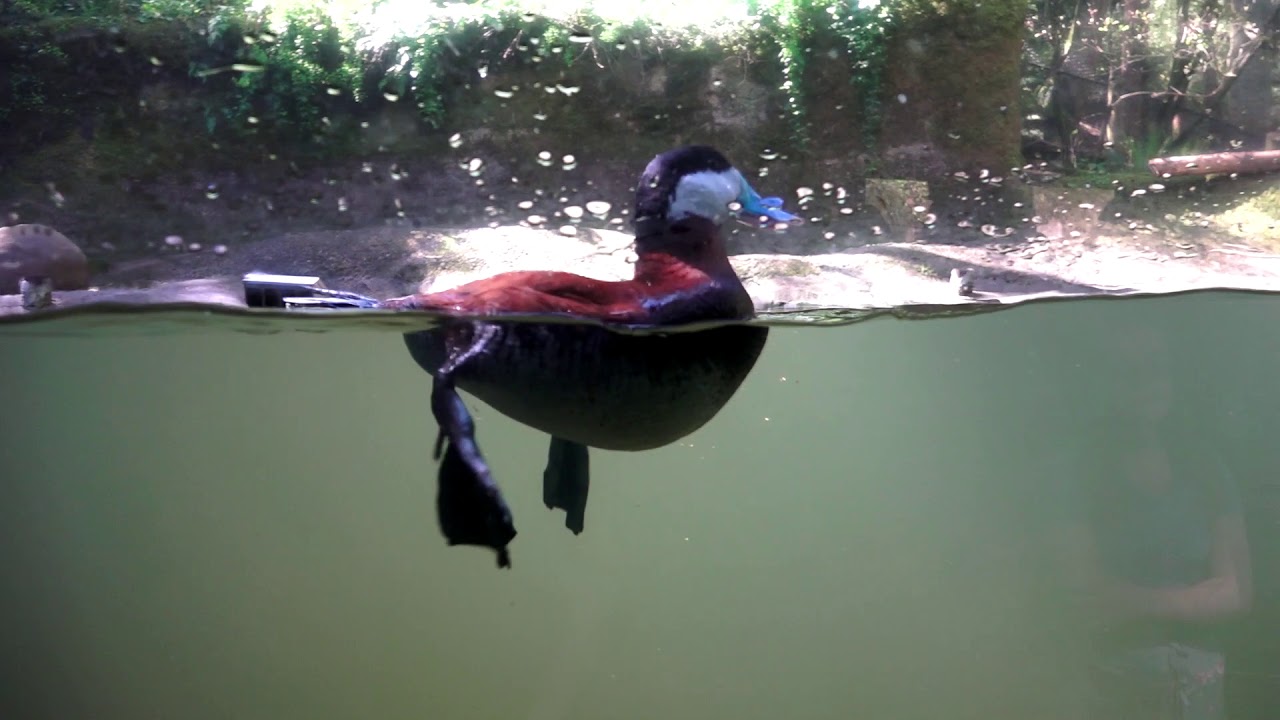 animals - blue billed duck 01 
