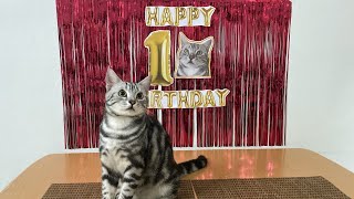 My Cat’s First Birthday!  Archer’s Birthday Celebration