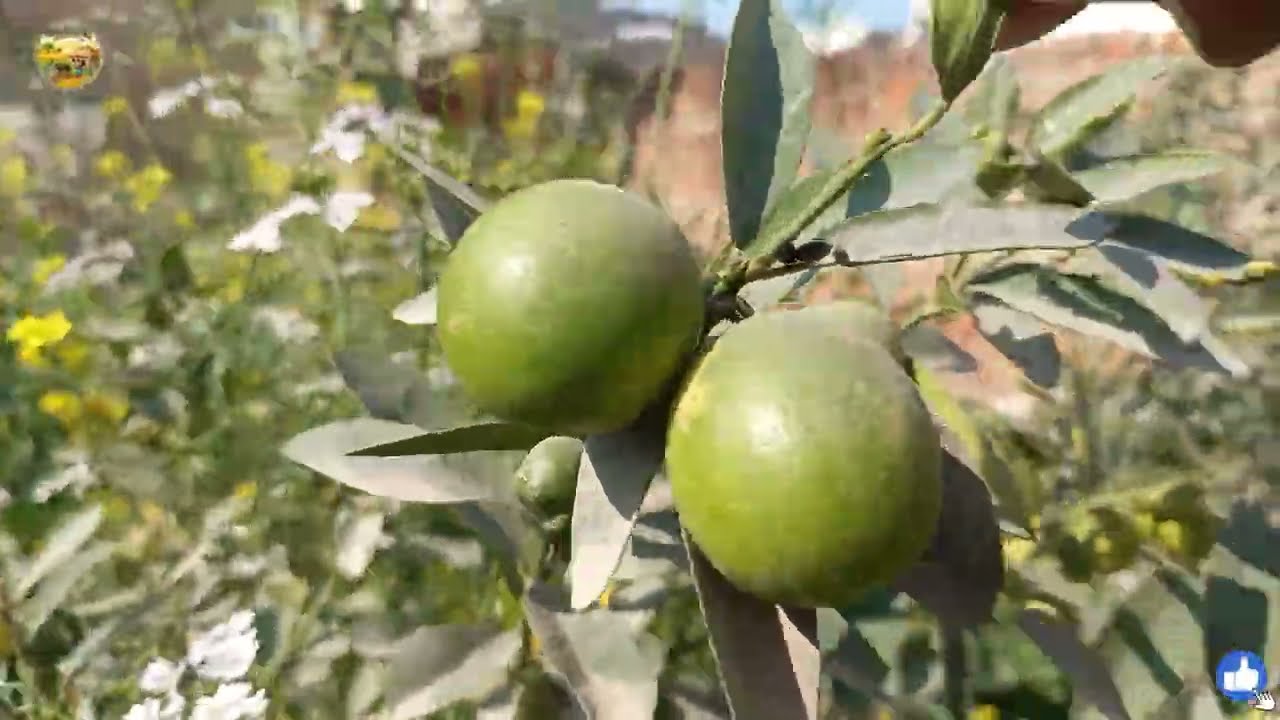🍅Gaon Ki Subha Ka Haseen Manzar | Fresh Sabziyan & Lemon Tree 🍋🌿