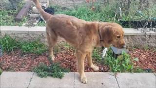 Dog Peeing Compilation, Part 2 - Buckeye The Dog