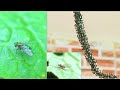 black small flyings problem kill spray Liquid new idea Hindi 💡💯😱🔥