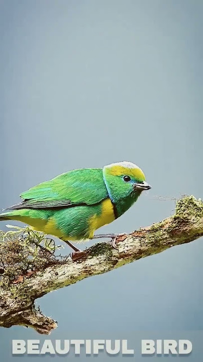 beautiful bird, green little bird #shorts #birdsounds #birdlovers