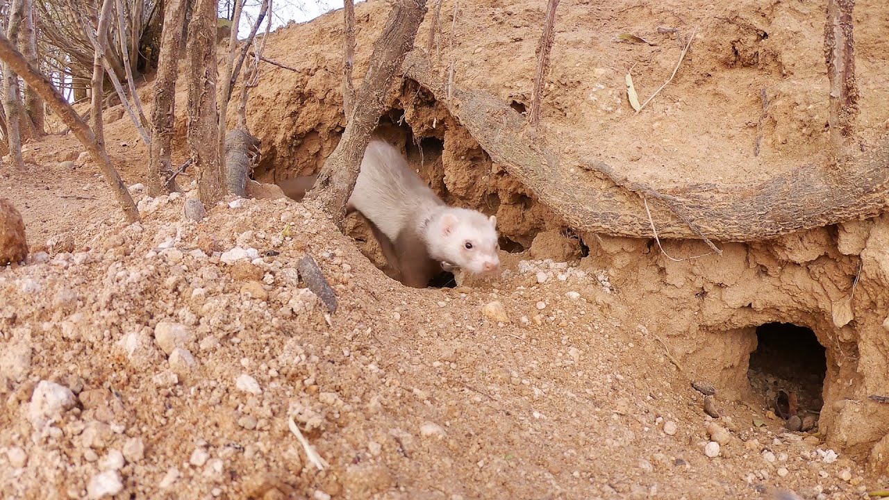 Hurones por daños con Carlos