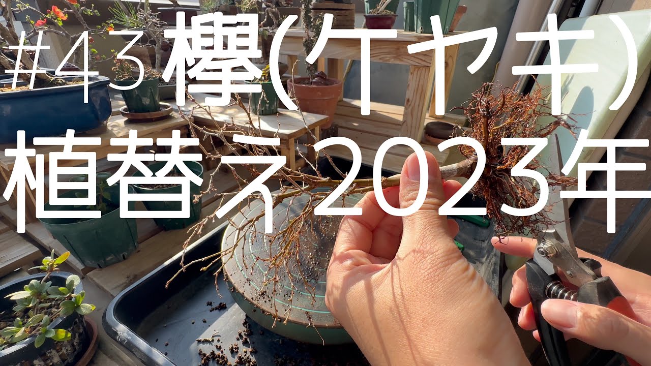 #43 【欅(ケヤキ)】植替え2023年-根の成長-【Zelkova】Replanting 2023 #bonsai #art #盆栽 ...