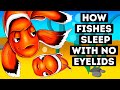 How Fish Sleep If They Don't Have Eyelids