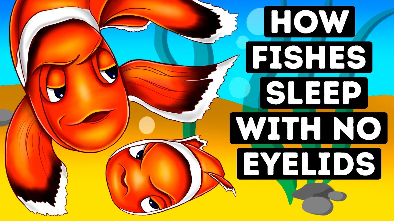 Are There Any Fish With Eyelids