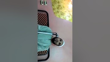 روعة الرووعة للهواري وسورة ق
