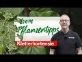 toom Pflanzentipps - Kletterhortensie | toom Baumarkt
