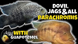 Dovii Wolf Cichlid, JaguarJag Cichlid & ALL Parachromis Care  Meanest Cichlids