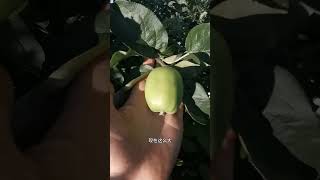 Unbelievable Apple Growth: Why Are They Getting So Big This Year
