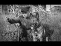 Собаки Великой Отечественной Войны