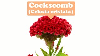 True and everlasting love--Cockscomb