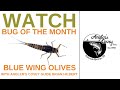 Bug of the month  blue wing olive nymphs with brian hilbert flyfishing