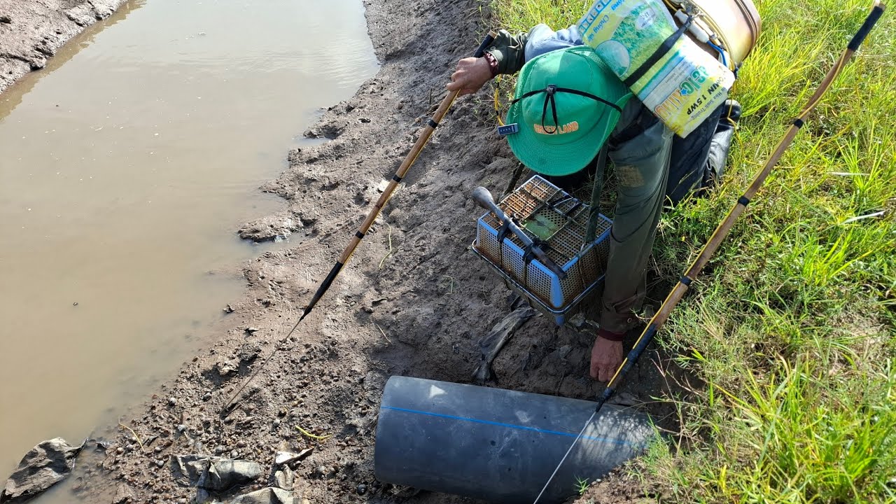 bữa nay chú sáu tét cho anh ở Hậu Giang nha cây 12f trích ếch quá Ô kê nha