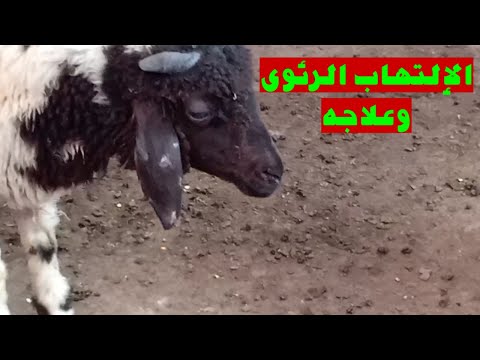 فيديو: الالتهاب الرئوي الجرثومي في Ferrets