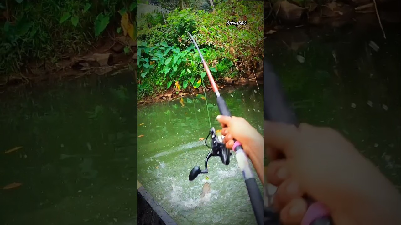 പറഞ്ഞ് മീൻ അടിപ്പിക്കുന്നത് കണ്ടിട്ട് ഉണ്ടോ 🐋🐋🐋fishing menachilriver#fishing #shortsfeed #malayalam