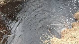 fishing w/ no license April fools