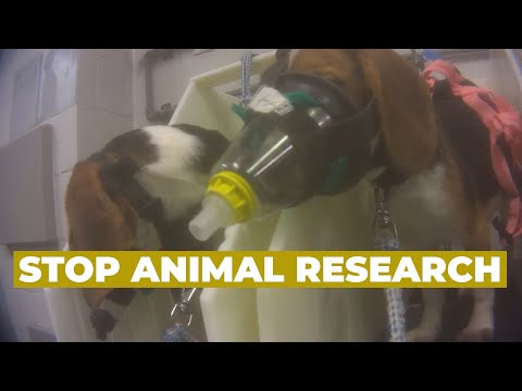 Never-Before-Seen Footage of Animals Used for Research