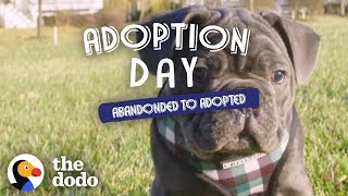 Blind Rescue Puppy Wins Over Every Member Of His New Family | The Dodo Adoption Day