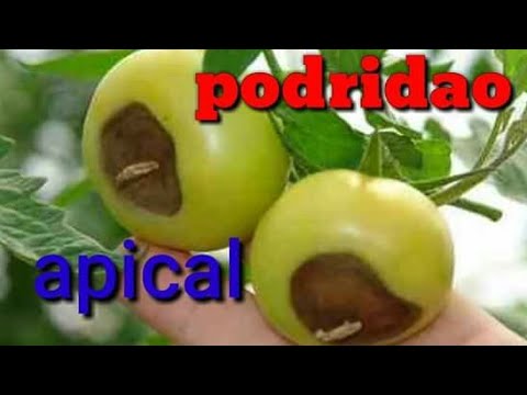 tomate com fundo preto, como cuidar