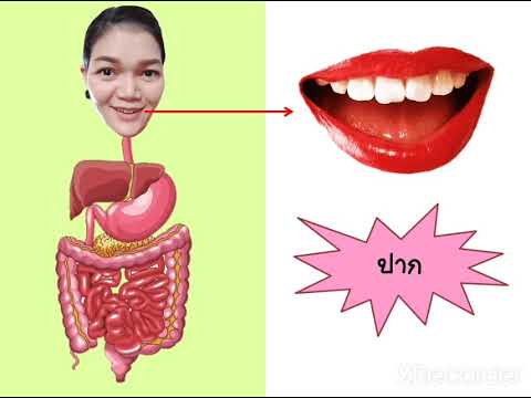 อวัยวะที่เกี่ยวข้องในระบบย่อยอาหาร Ep.7 | เนื้อหาทั้งหมดเกี่ยวกับอวัยวะ ที่ เกี่ยวข้อง กับ ระบบ ย่อย อาหาร มี อะไเพิ่งได้รับการอัปเดต
