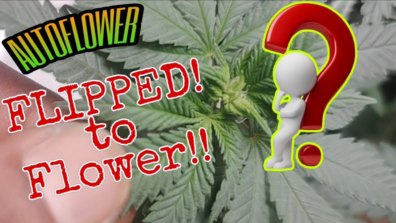 AutoFlower : FLIPPED to Flower