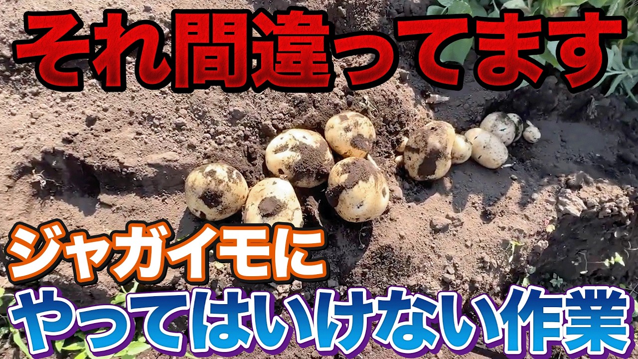 【罠があります】ジャガイモ栽培で〇〇をやることで失敗に近づいてしまいます