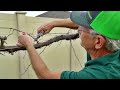 How to Prune Grapes: Expert Advice w/ Paul Zmoda