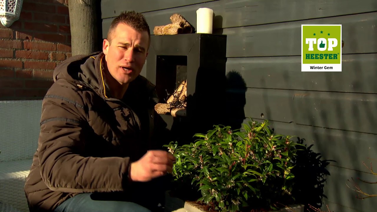 Topheester Sarcococca Winter Gem   IVO   Robs Grote Tuinverbouwing 01