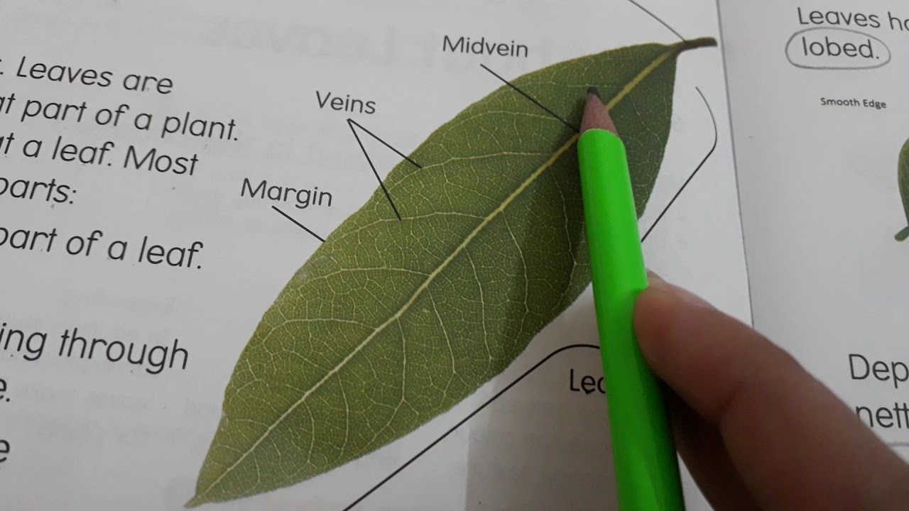 essay on parts of leaf