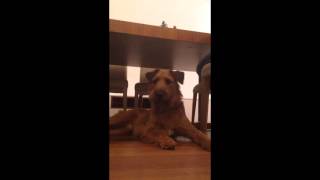 Irish Terrier Puppy 8 Months
