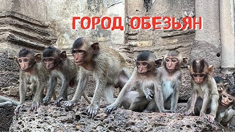 ОБЕЗЬЯНЫ ЗАХВАТИЛИ ГОРОД ЛОПБУРИ | ТАИЛАНД