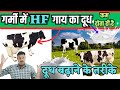 एचएफ गाय का गर्मी में दूध कैसे बढ़ाएं👉 HF Cow ka Dudh badhane ka tarika