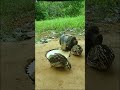 nique Quail Trap #shortvideo #youtube #animaltrap