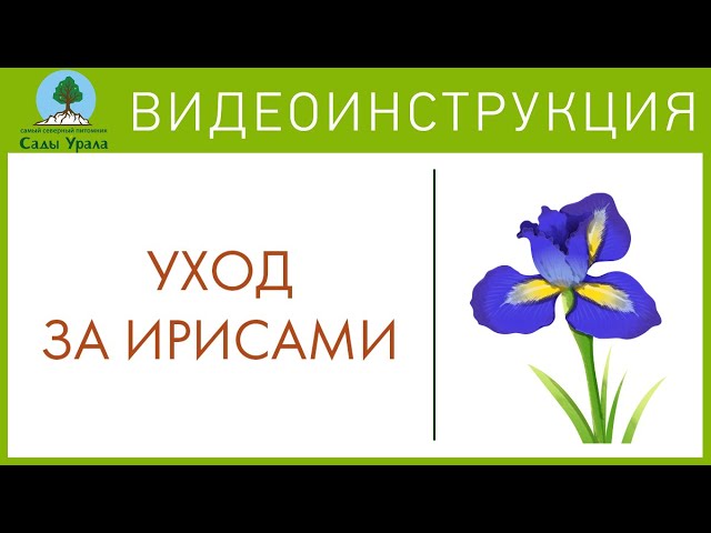 Агротехника бородатых карликовых ирисов. Сады Урала. Телепередача Земля Уральская. Архив 2011 год