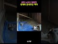 새끼 고양이 노리고 침입한 족제비 혼내주는 어미 고양이