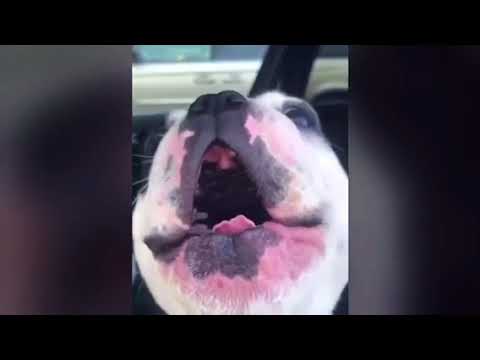 walter-the-dog-singing-“i-will-always-love-you”-by:-whitney-houston