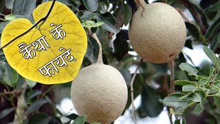 कैथा के फायदे | कबीट | Health Benefits of wood apple Curd fruit | High blood pressure home remedy 4k