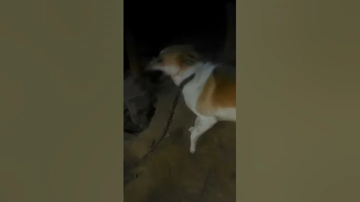 my dog