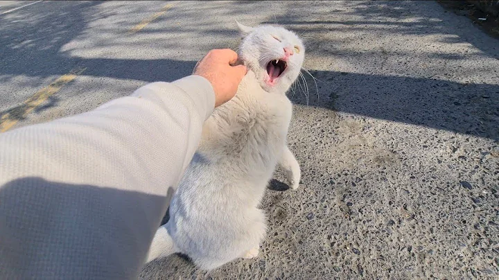 Watch the video about When angry, he turns into the wildest white cat