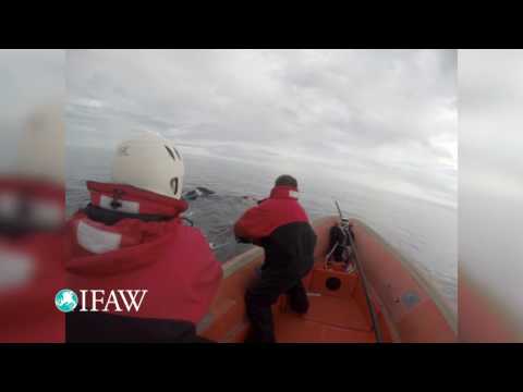 Entangled Right Whale Lives to Swim Another Day